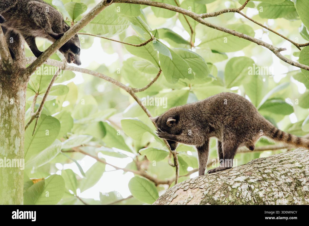 Divertenti procioni tra gli alberi del Parco Nazionale di Cahuita Foto Stock