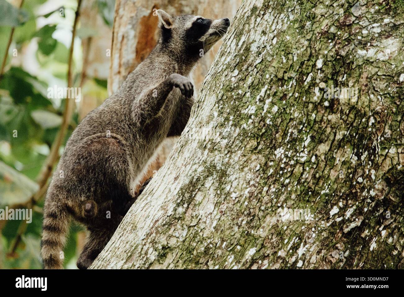 Northern Raccoon Climbing Tree, Cahuita National Park Foto Stock