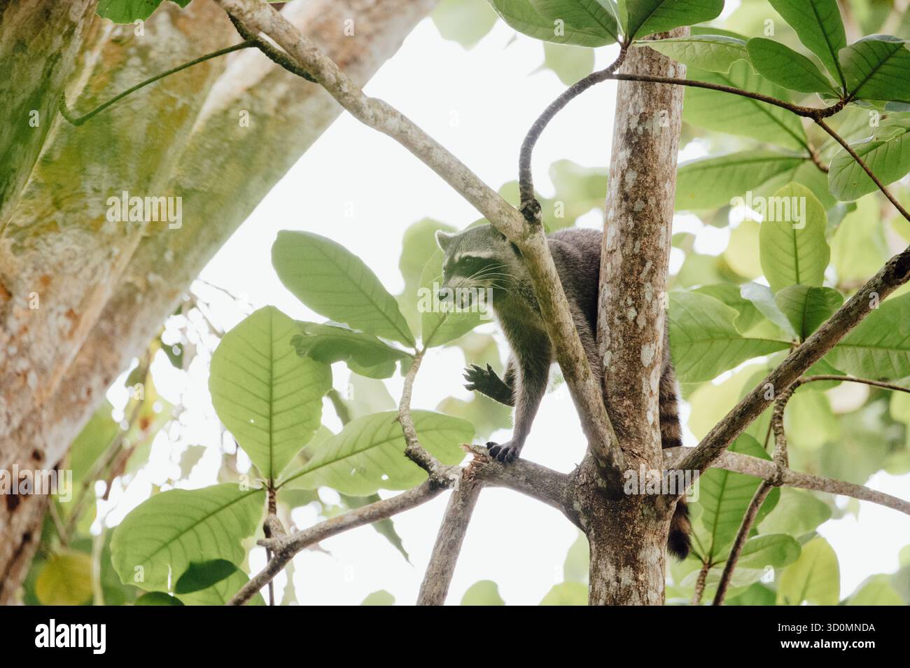 Raccoon Climbing attraverso il Canopy nel Parco Nazionale di Cahuita Foto Stock