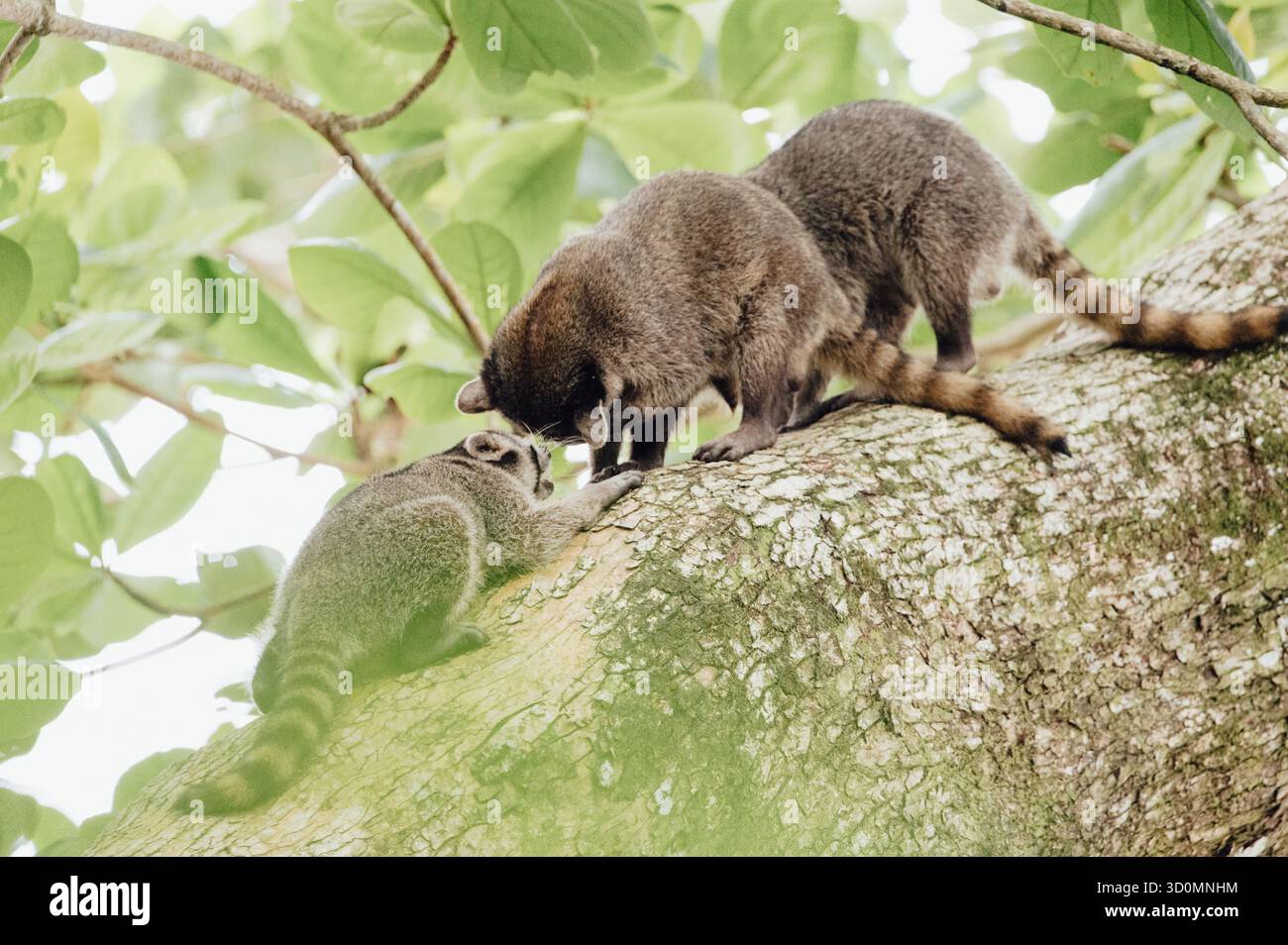 Momento espressivo tra procioni nel Parco Nazionale di Cahuita Foto Stock