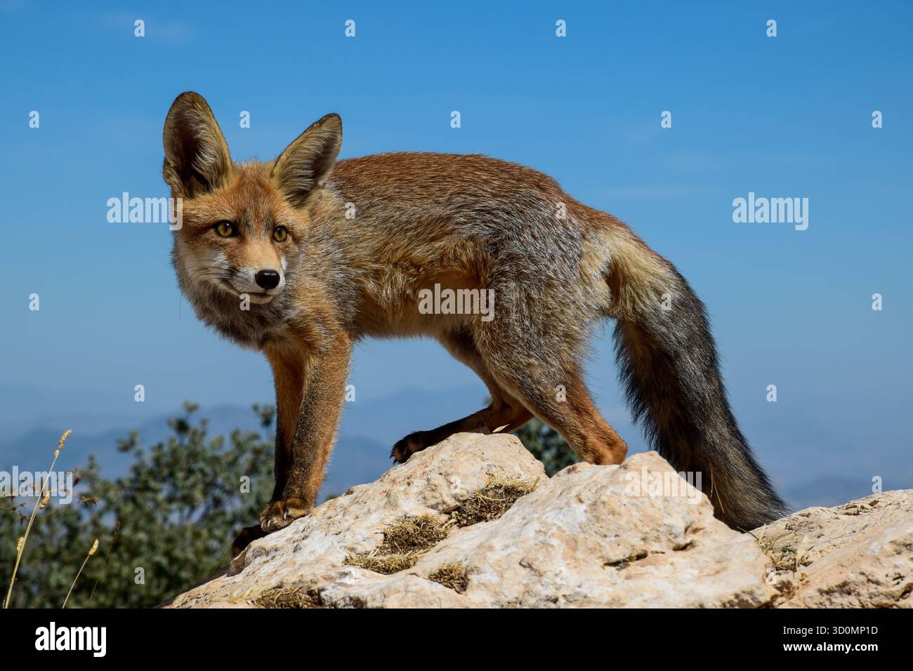 giovane volpe con orecchie pungenti, molto attenta a qualsiasi rumore, guardino Foto Stock