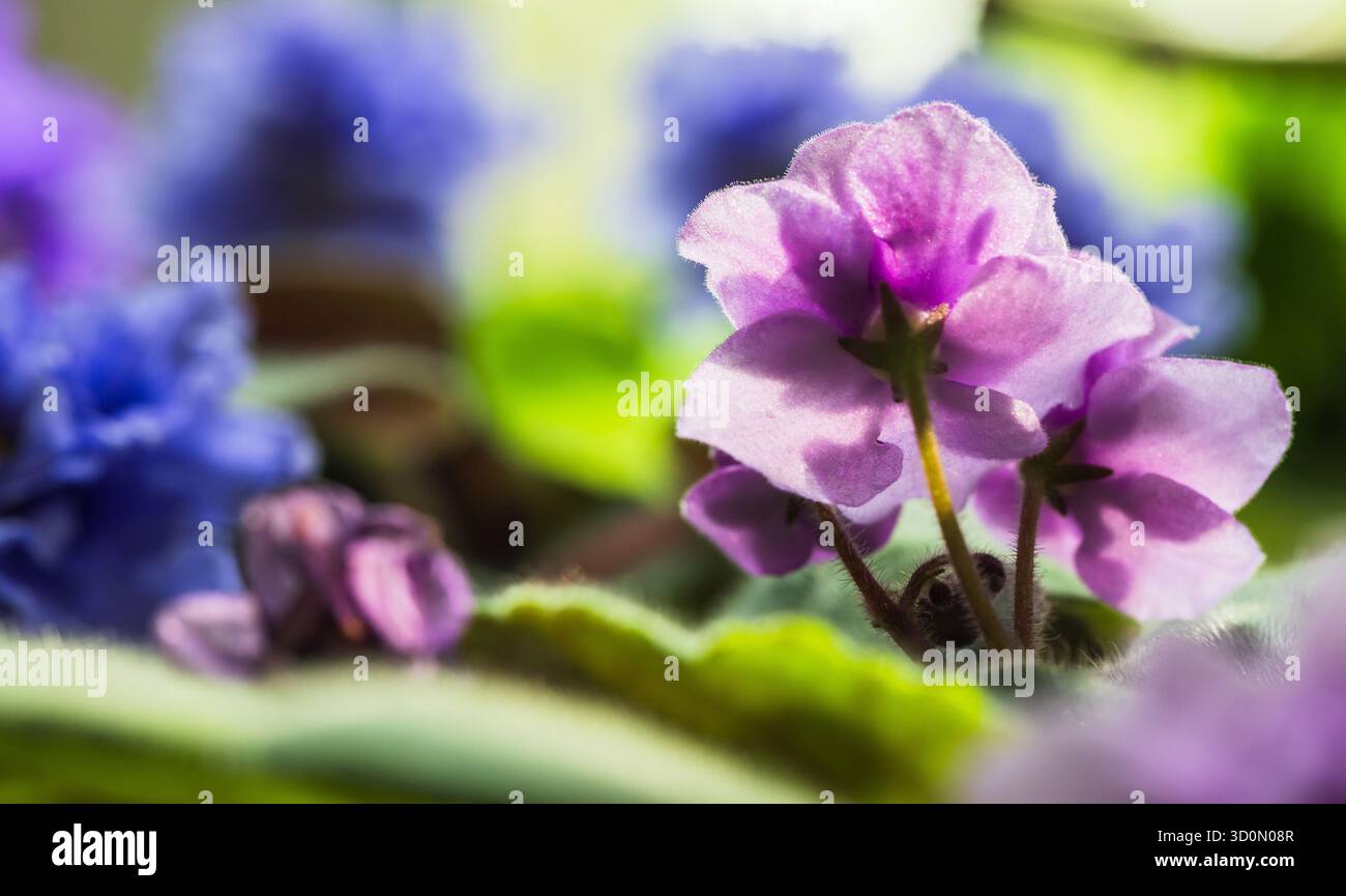 Saintpaulia ionantha. Un vibrante fiore viola africano e blu catturato in un primo piano alla luce del sole, che mostra delicati petali e foglie di verde scuro Foto Stock