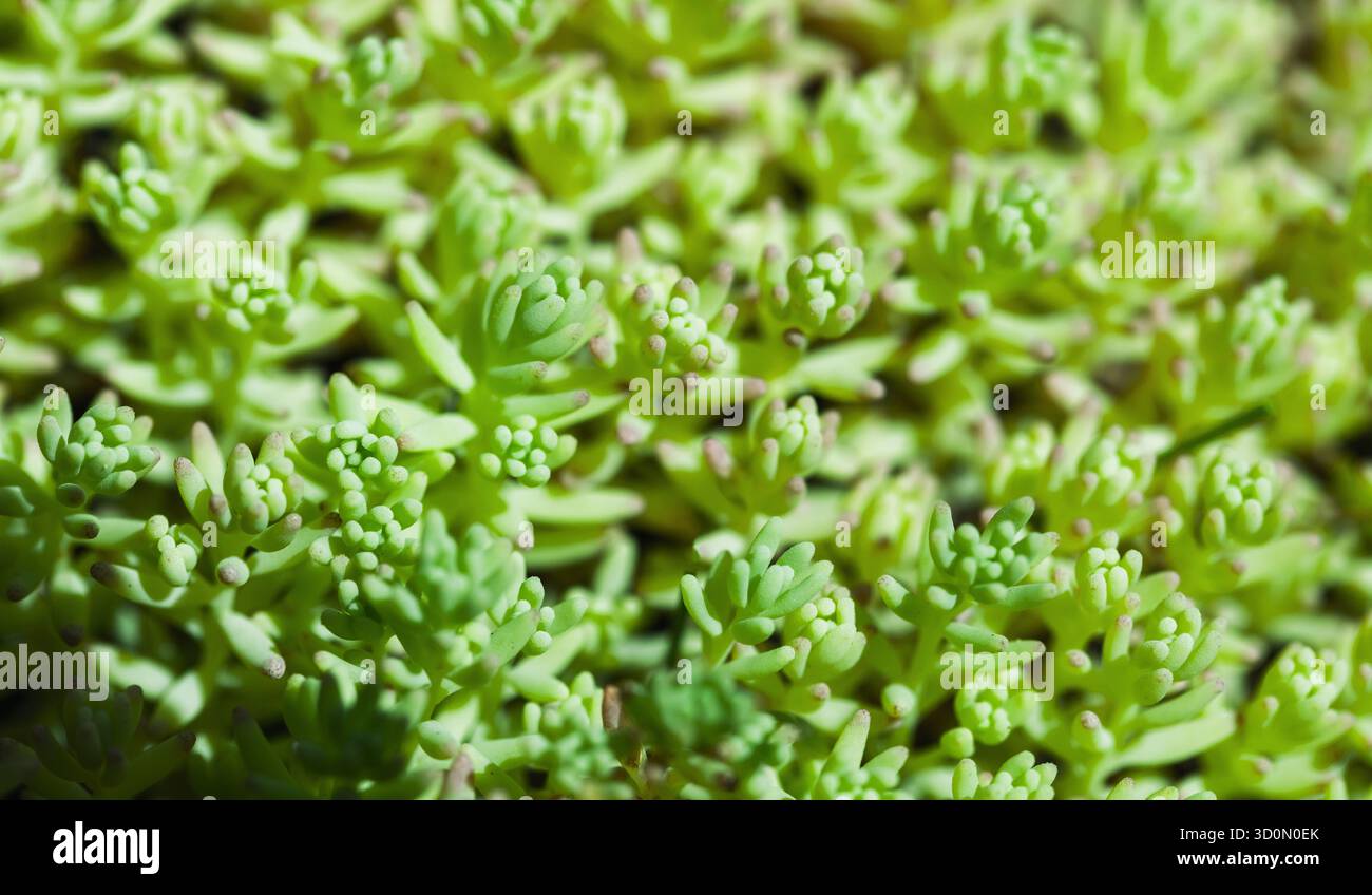Macro shot di Sedum hispanicum o stonecrop spagnolo. Pianta verde succulenta, foto astratta di sfondo naturale Foto Stock