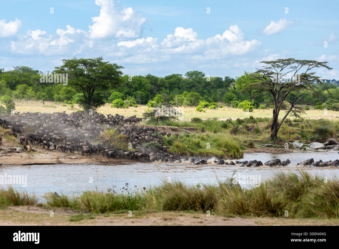 Vista di un'enorme migrazione di GNU che si sta tuffando attraverso il fiume Mara, uno spettacolo di polvere e movimento sotto il vasto cielo, il fiume Mara, la regione di Mara, T. Foto Stock