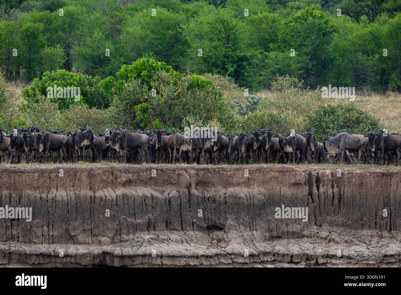 Vista di una grande mandria di GNU si riuniscono sul bordo di una ripida sponda del fiume, pronti ad attraversare il fiume Mara durante la migrazione, il fiume Mara, la regione di Mara, Tanzania. Foto Stock