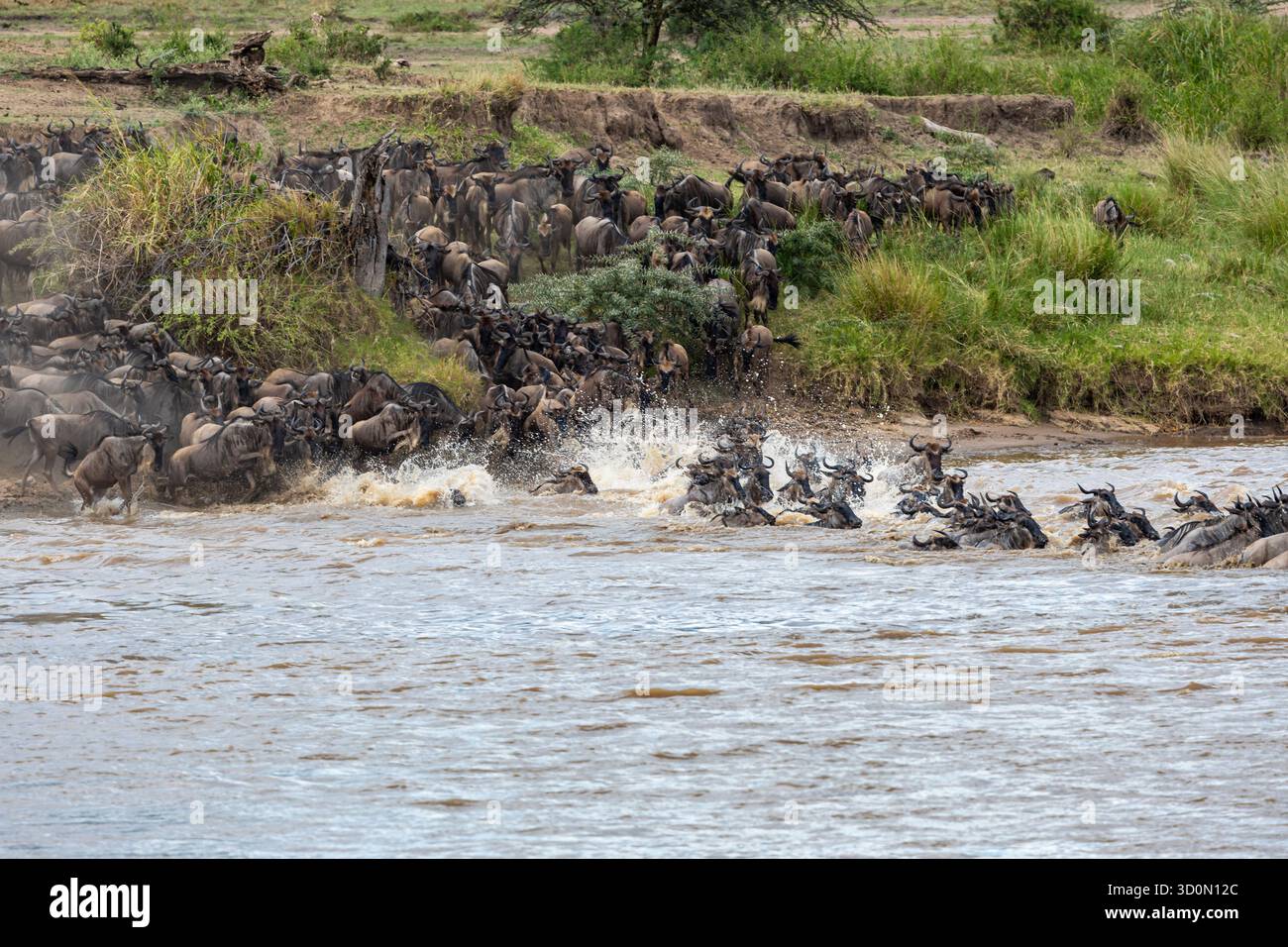 Veduta di una grande migrazione di GNU che attraversa il fiume Mara, sfreccia l'acqua in una frenesia di movimento e riflette il cielo, il fiume Mara, il Mara R. Foto Stock