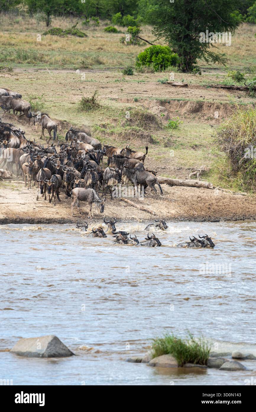 Vista degli GNU che attraversano coraggiosamente il fiume Mara, le loro forme scure contrastano con la superficie scintillante del fiume, nel Parco Nazionale del Serengeti, il fiume Mara, la regione di Mara, Tanzania. Foto Stock