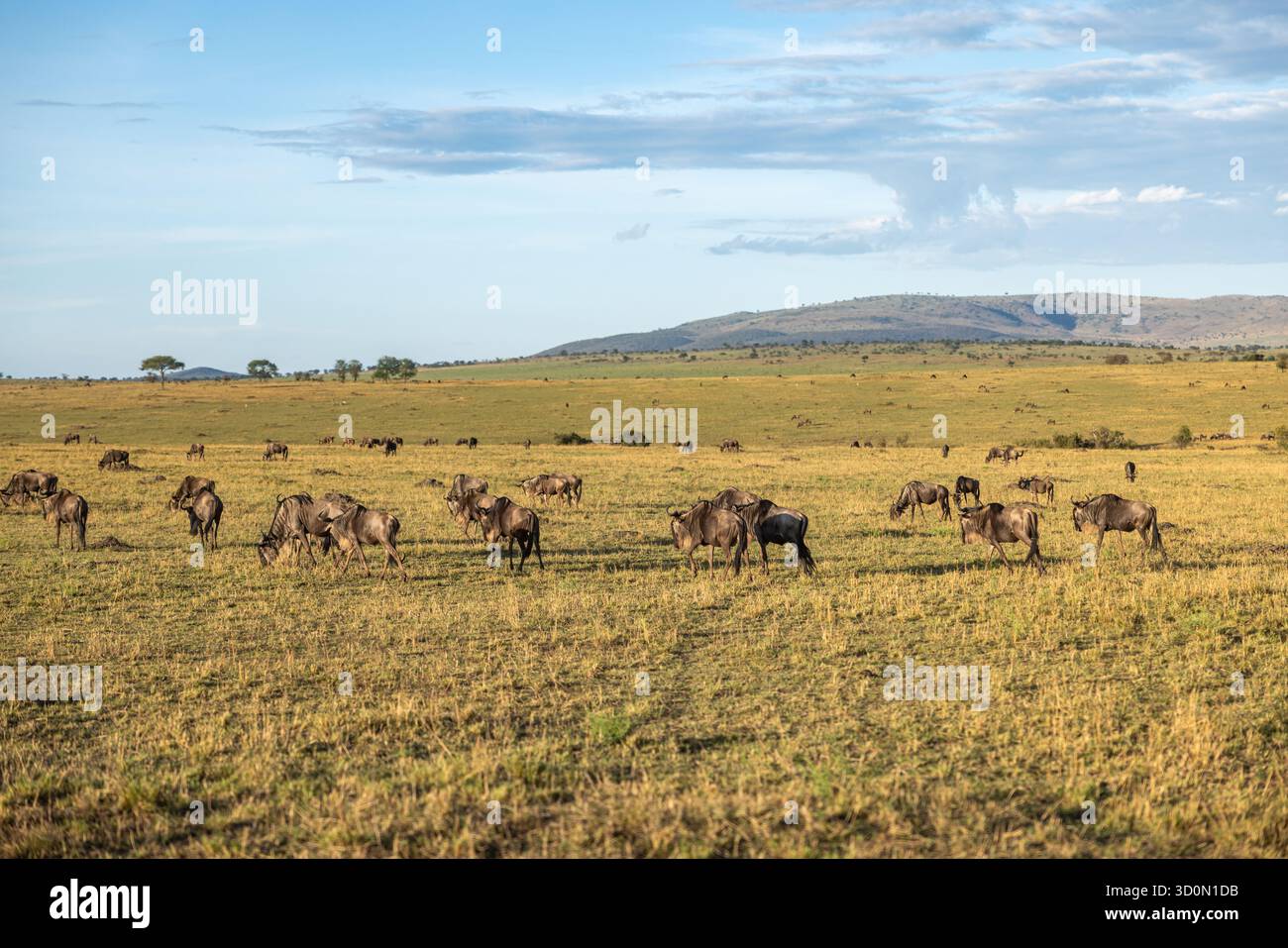 Vista di un enorme gruppo di GNU che pascolano sull'erba secca delle pianure del Serengeti sotto un vasto cielo, Arusha, il parco nazionale del Serengeti, Tanzania. Foto Stock