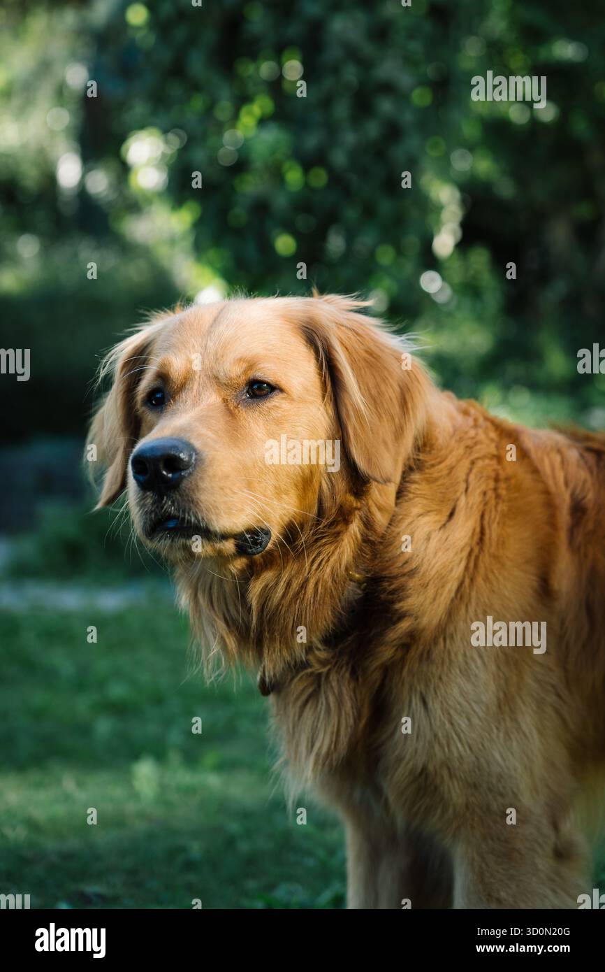 Foto ritratto di un giovane Golden Retriever di fronte a uno sfondo verde Foto Stock
