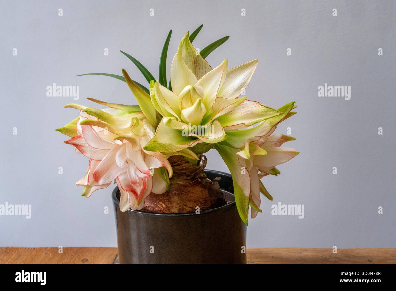 Crescita stagnante del gambo di un Amaryllis in pieno fiore, pianta in vaso, pianta interna Foto Stock