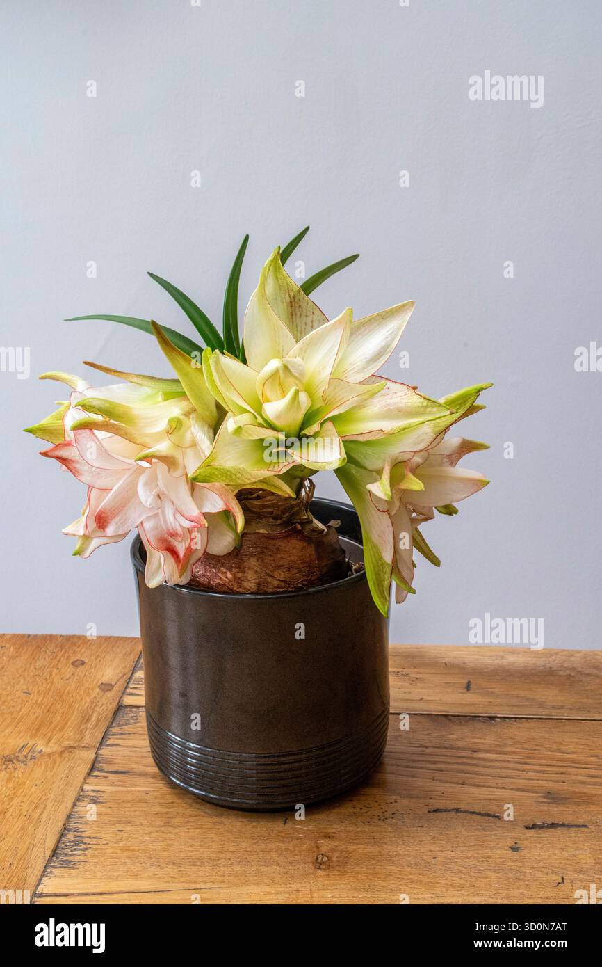 Crescita stagnante del gambo di un Amaryllis in pieno fiore, pianta in vaso, pianta interna Foto Stock