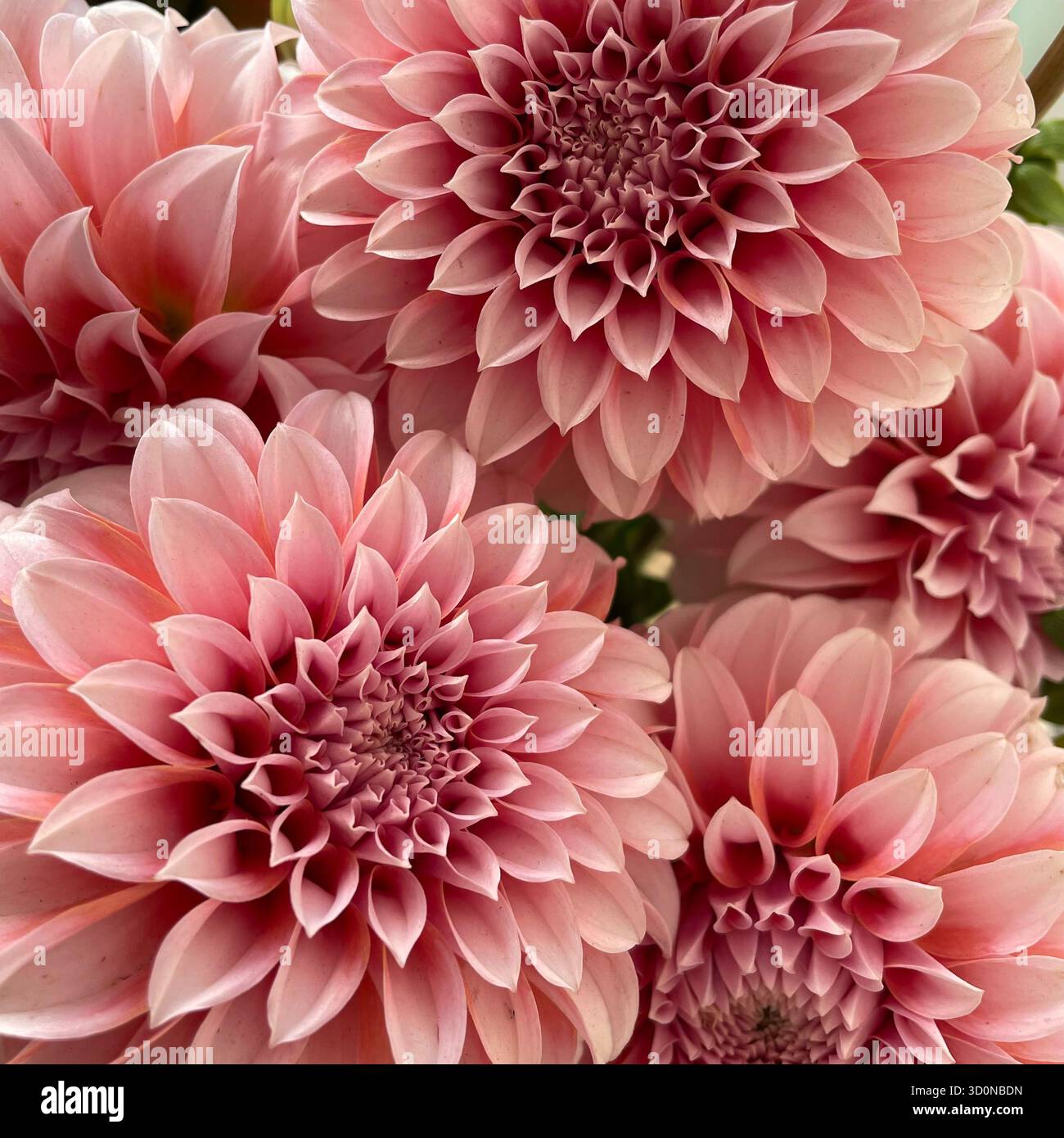 Primo piano di Pink Dahlia Flower Foto Stock