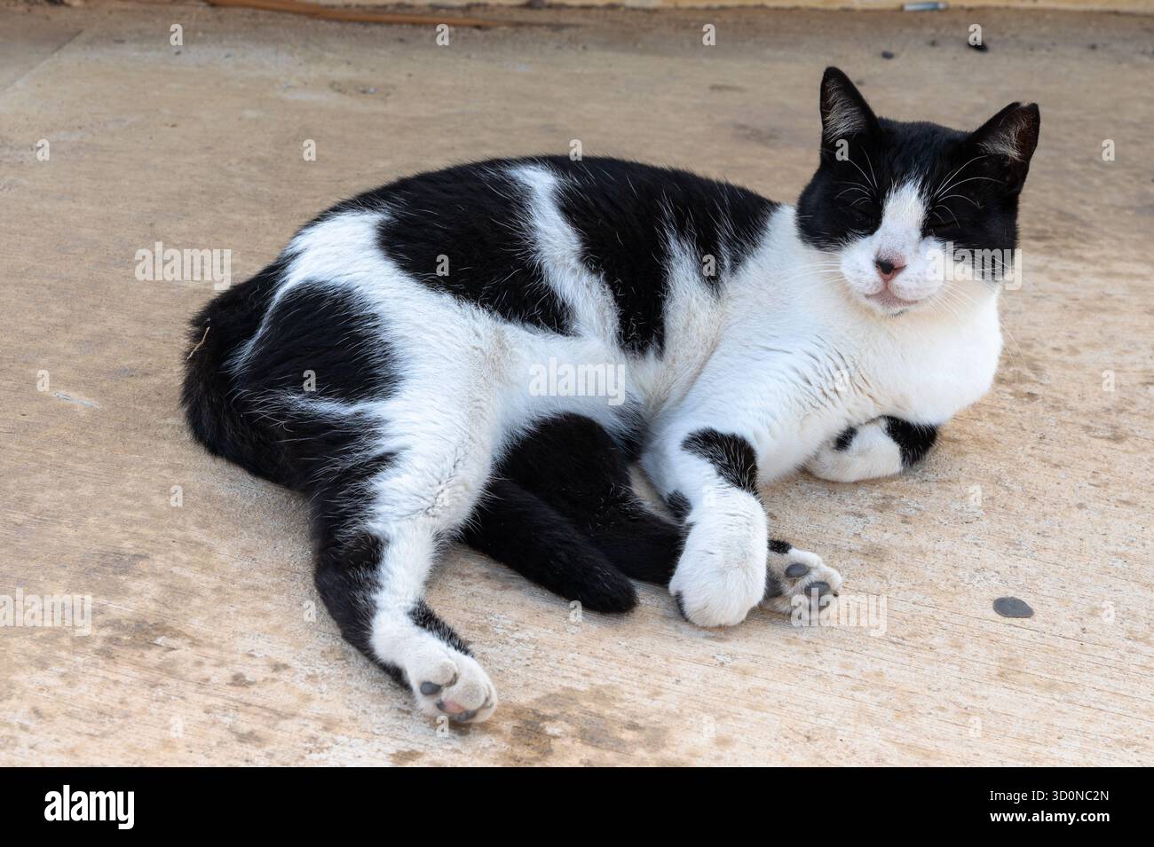 Un gatto sereno bianco e nero sta rilassando comodamente, mostrando i suoi splendidi e unici motivi di pelliccia nei dettagli Foto Stock
