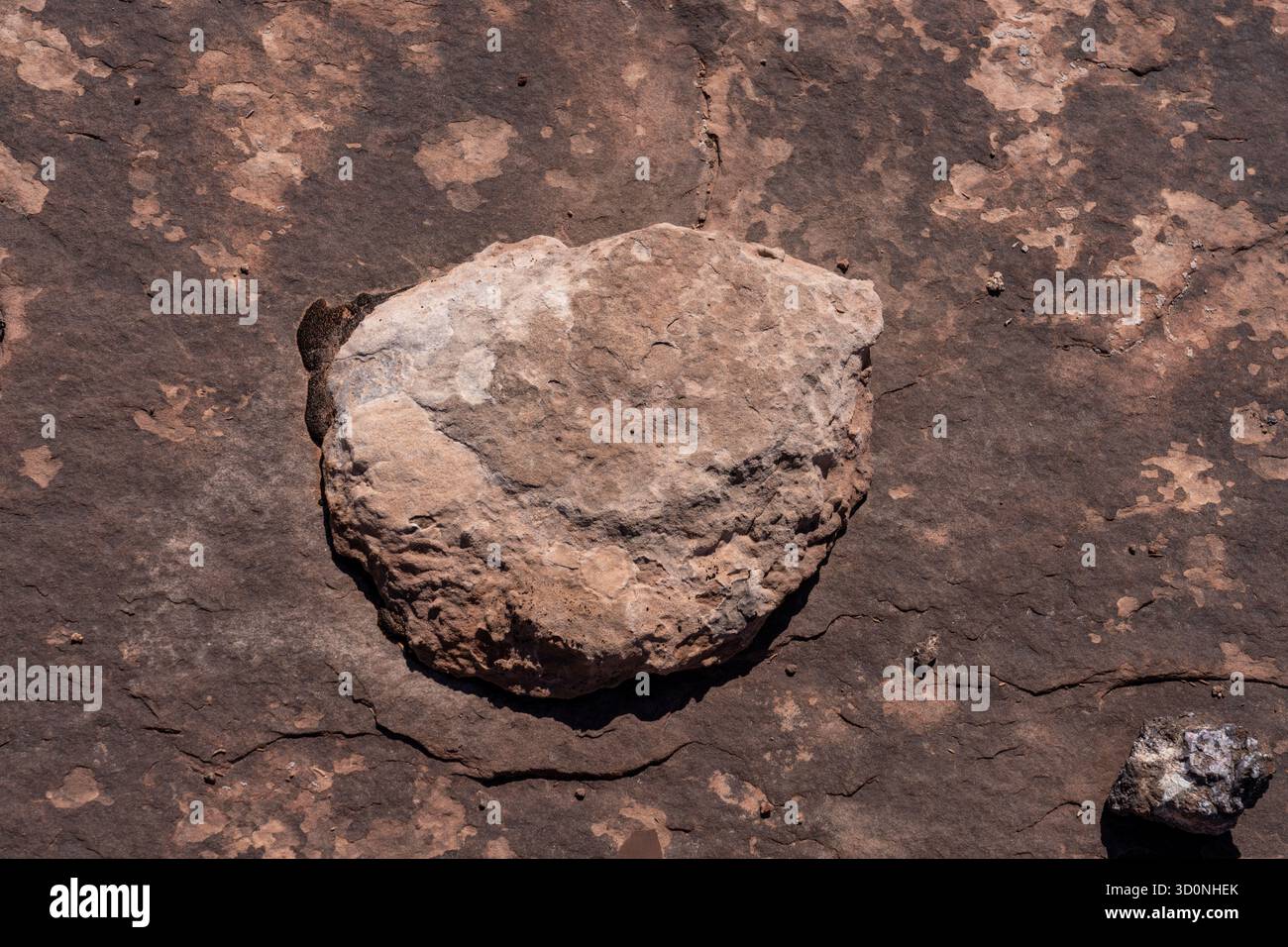 Calco in pietra naturale di una pista preistorica di dinosauro sauropode in arenaria vicino a Moab, Utah. Foto Stock