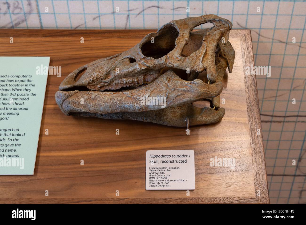 Calotta di un cranio di dinosauro ricostruito nel centro visitatori dell'Utahraptor State Park, Moab, Utah. Foto Stock