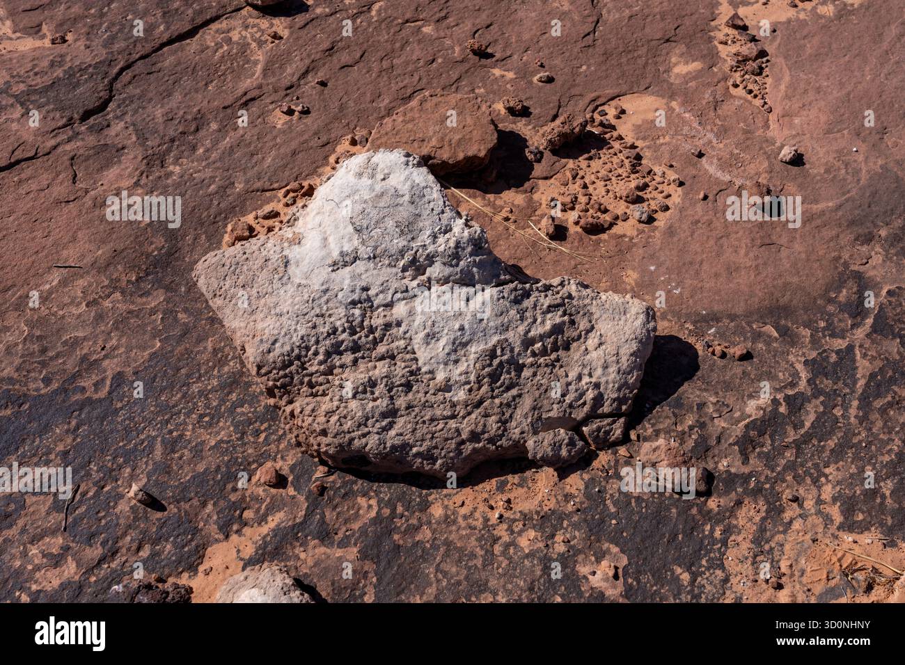 Calco in pietra naturale di una pista preistorica di dinosauro sauropode in arenaria vicino a Moab, Utah. Il pezzo fuso ha la forma del pes, o del piede posteriore. Foto Stock