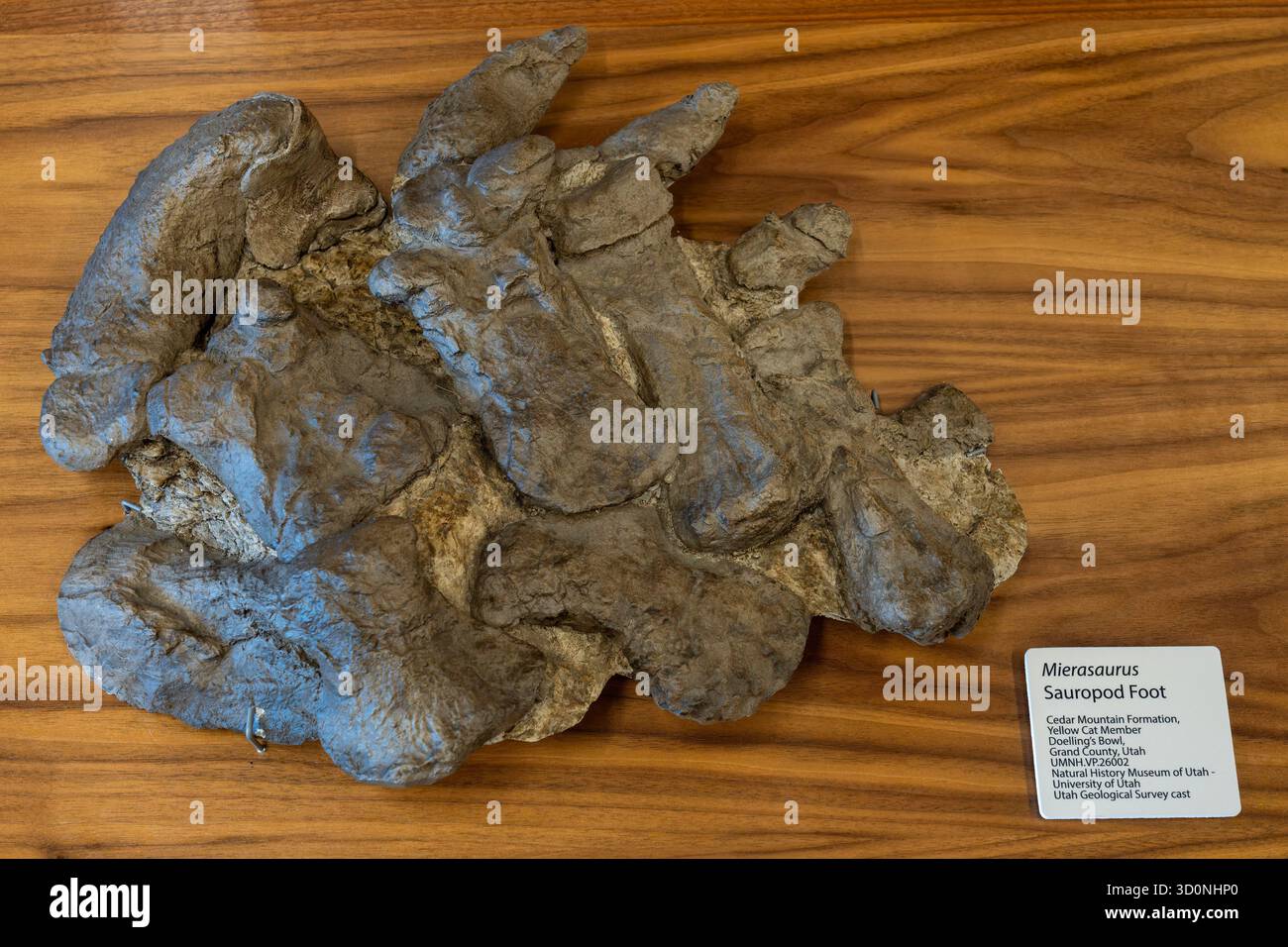Calotta di un piede di dinosauro Mierasuarus nel centro visitatori dell'Utahraptor State Park, Moab, Utah. Foto Stock