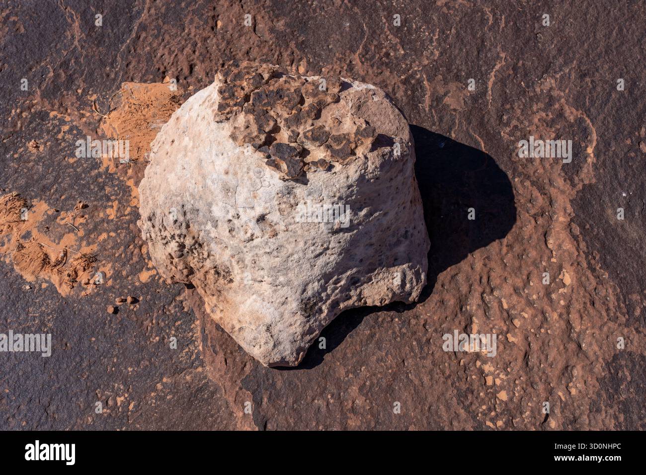Calco in pietra naturale di una pista preistorica di dinosauro sauropode in arenaria vicino a Moab, Utah. Il pezzo fuso ha la forma del pes, o del piede posteriore. Foto Stock