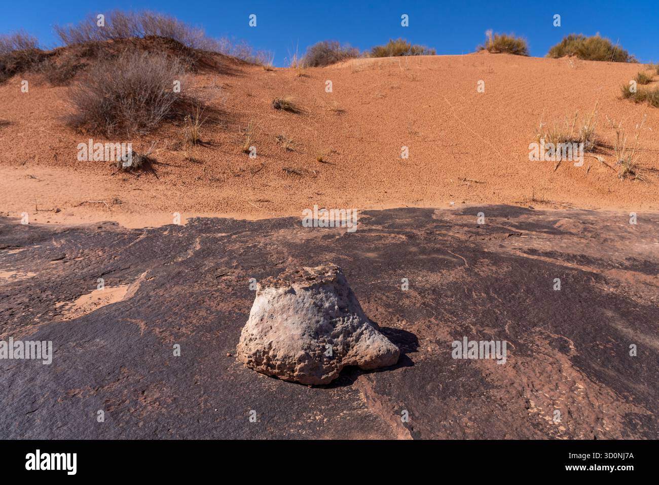 Calco in pietra naturale di una pista preistorica di dinosauro sauropode in arenaria vicino a Moab, Utah. Il pezzo fuso ha la forma del pes, o del piede posteriore. Foto Stock