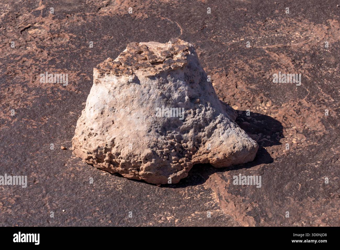 Calco in pietra naturale di una pista preistorica di dinosauro sauropode in arenaria vicino a Moab, Utah. Il pezzo fuso ha la forma del pes, o del piede posteriore. Foto Stock