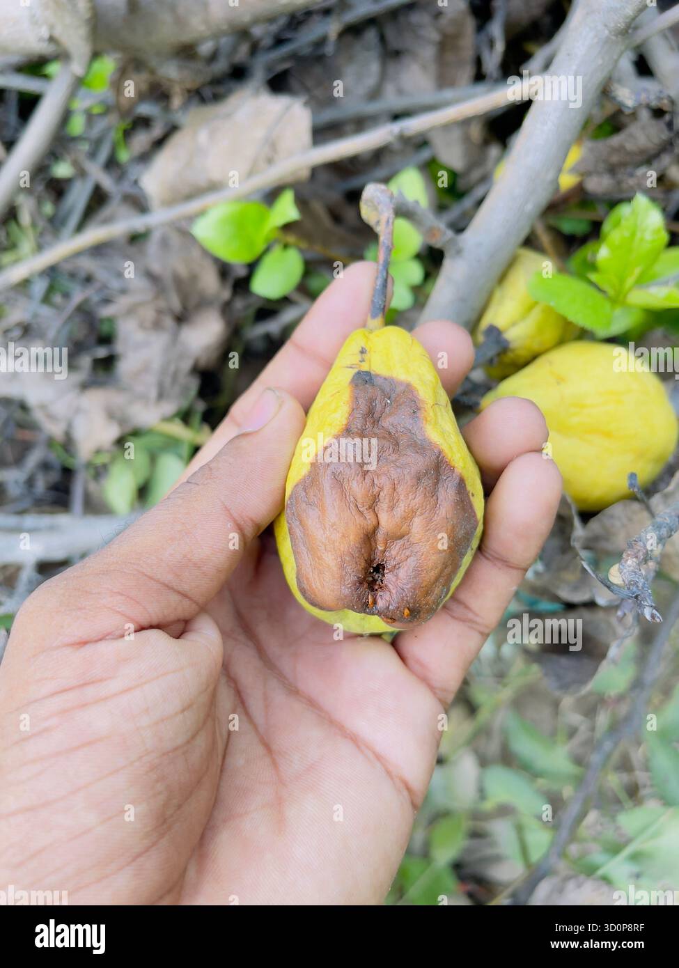 Primo piano di una mano che tiene una pera con segni di malattia e decomposizione sulla sua superficie Foto Stock