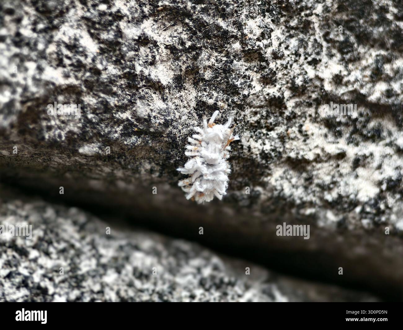 Il piccolo insetto Mealy è un insetto dal corpo morbido ricoperto di bianco e ceroso che strizza sulla superficie della pietra Foto Stock