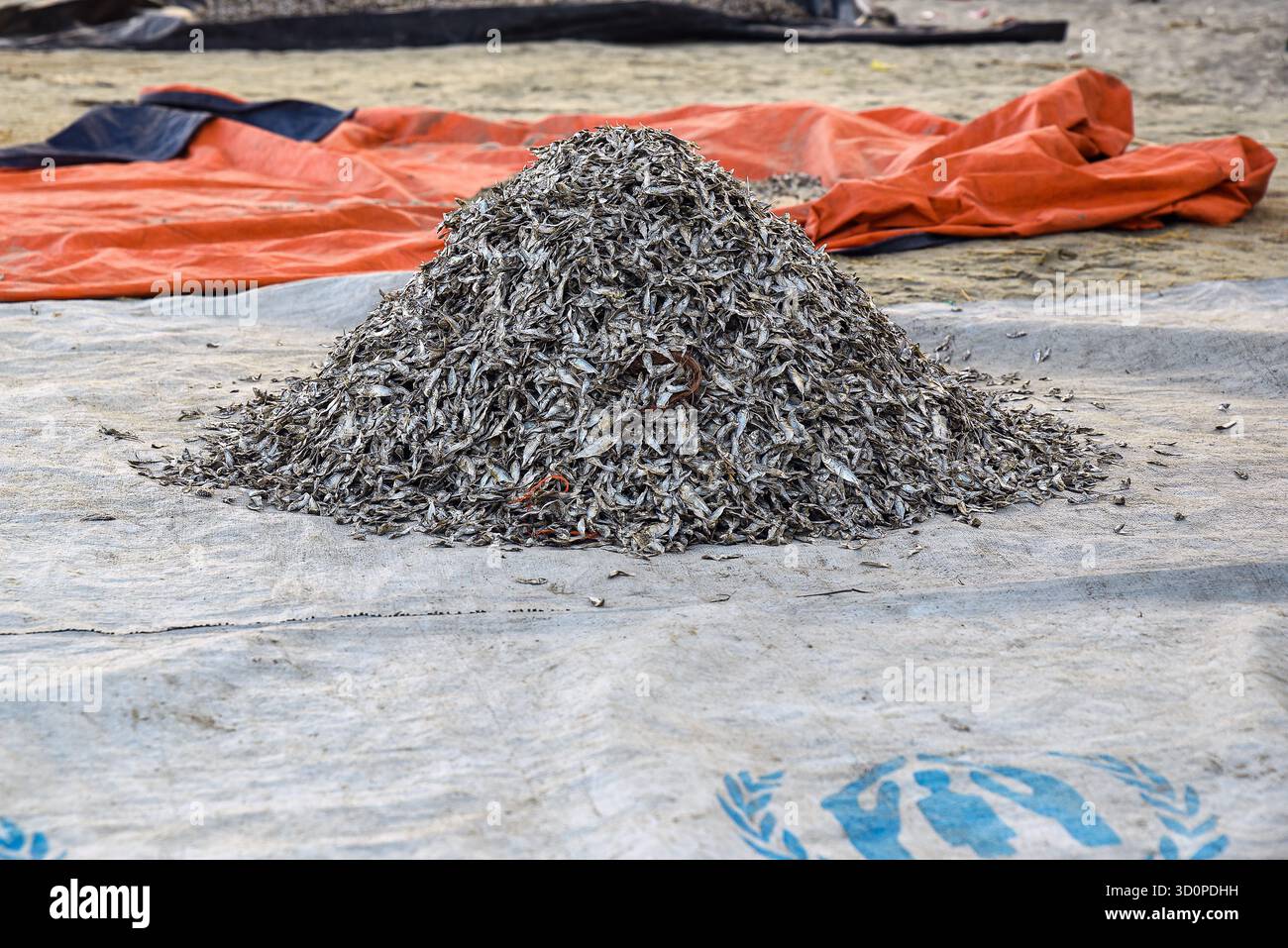 Pila di piccoli pesci secchi su un telo da spiaggia nel villaggio di pescatori Foto Stock