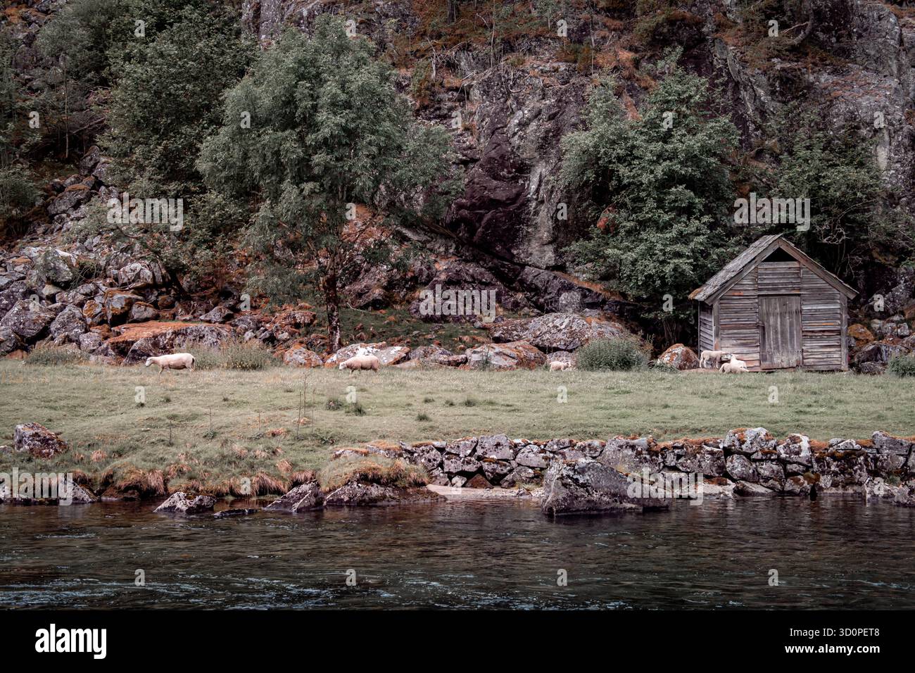 Una cabina sulla riva del fiume, simile a un piccolo capannone. Pecore che pascolano nel prato. Foto Stock
