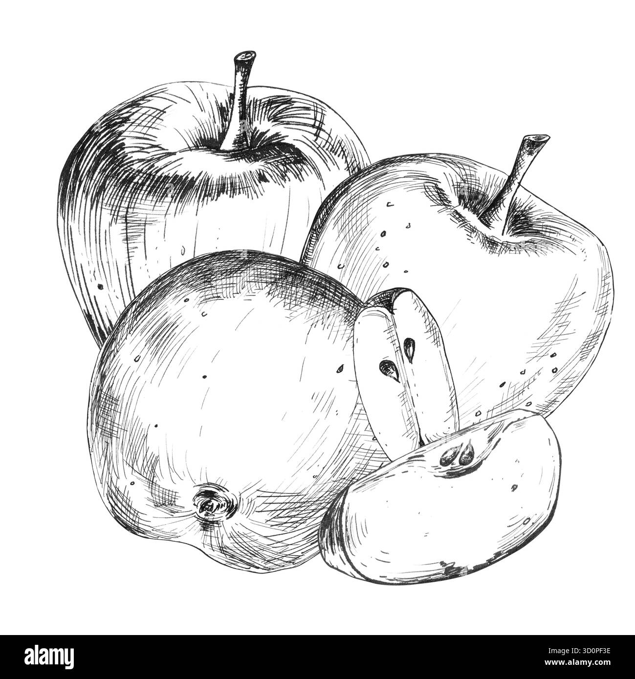 Un disegno a inchiostro di mele e fette. Clipart del frutteto. Disegno in bianco e nero monocromatico. Illustrazione disegnata a mano per il confezionamento della frutta, qualsiasi Foto Stock