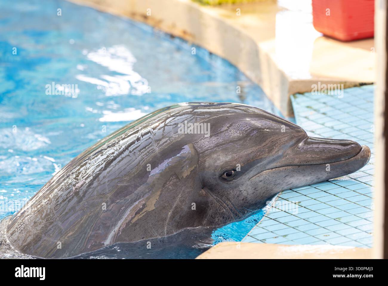 i delfini domestici vengono addestrati e nutriti a hong kong Foto Stock