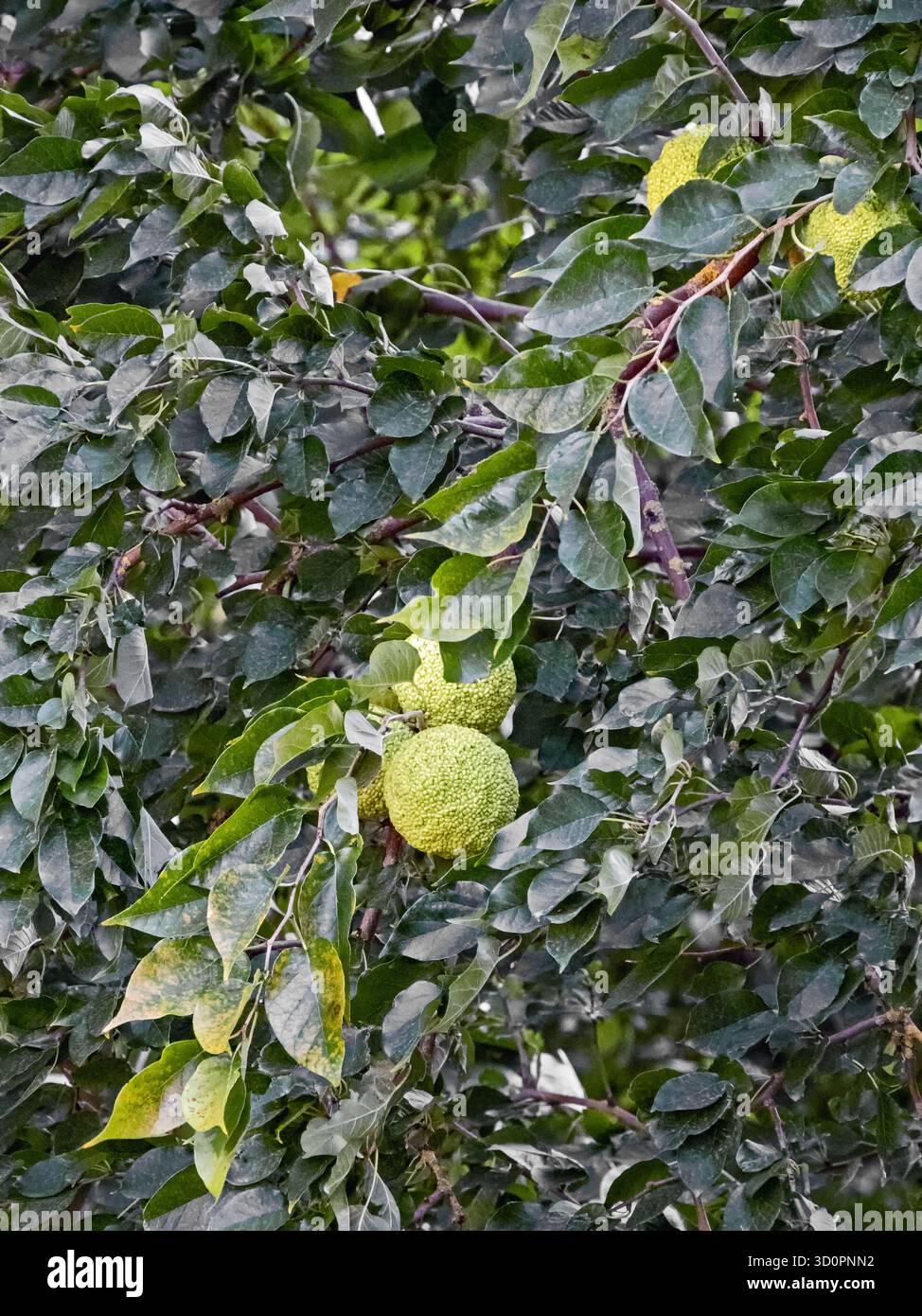 Rami di un'arancia amara, Citrus x aurantium L., con diversi frutti non maturi Foto Stock