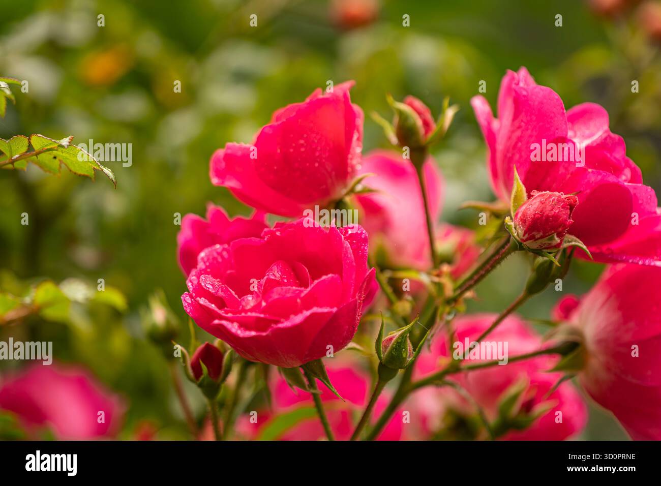 Rosa cespuglio con gocce di pioggia sui petali: Fotografia artistica con sfondo sfocato, vista laterale Foto Stock