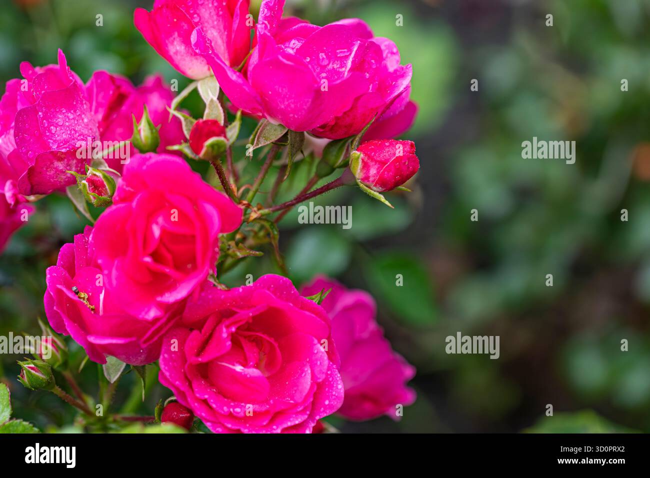 Rosa cespuglio con gocce di pioggia sui petali: Fotografia artistica con sfondo sfocato, vista laterale Foto Stock