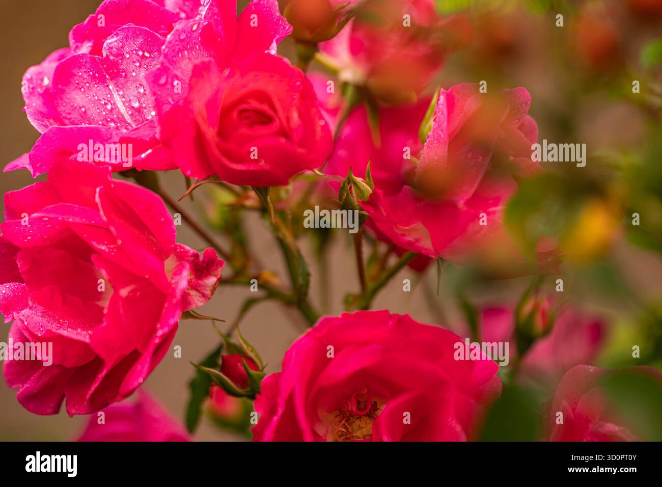 Rosa cespuglio con gocce di pioggia sui petali: Fotografia artistica con sfondo sfocato, vista laterale Foto Stock