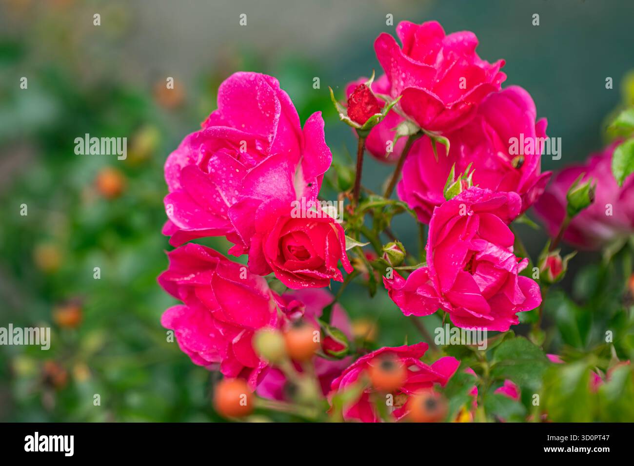 Rosa cespuglio con gocce di pioggia sui petali: Fotografia artistica con sfondo sfocato, vista laterale Foto Stock