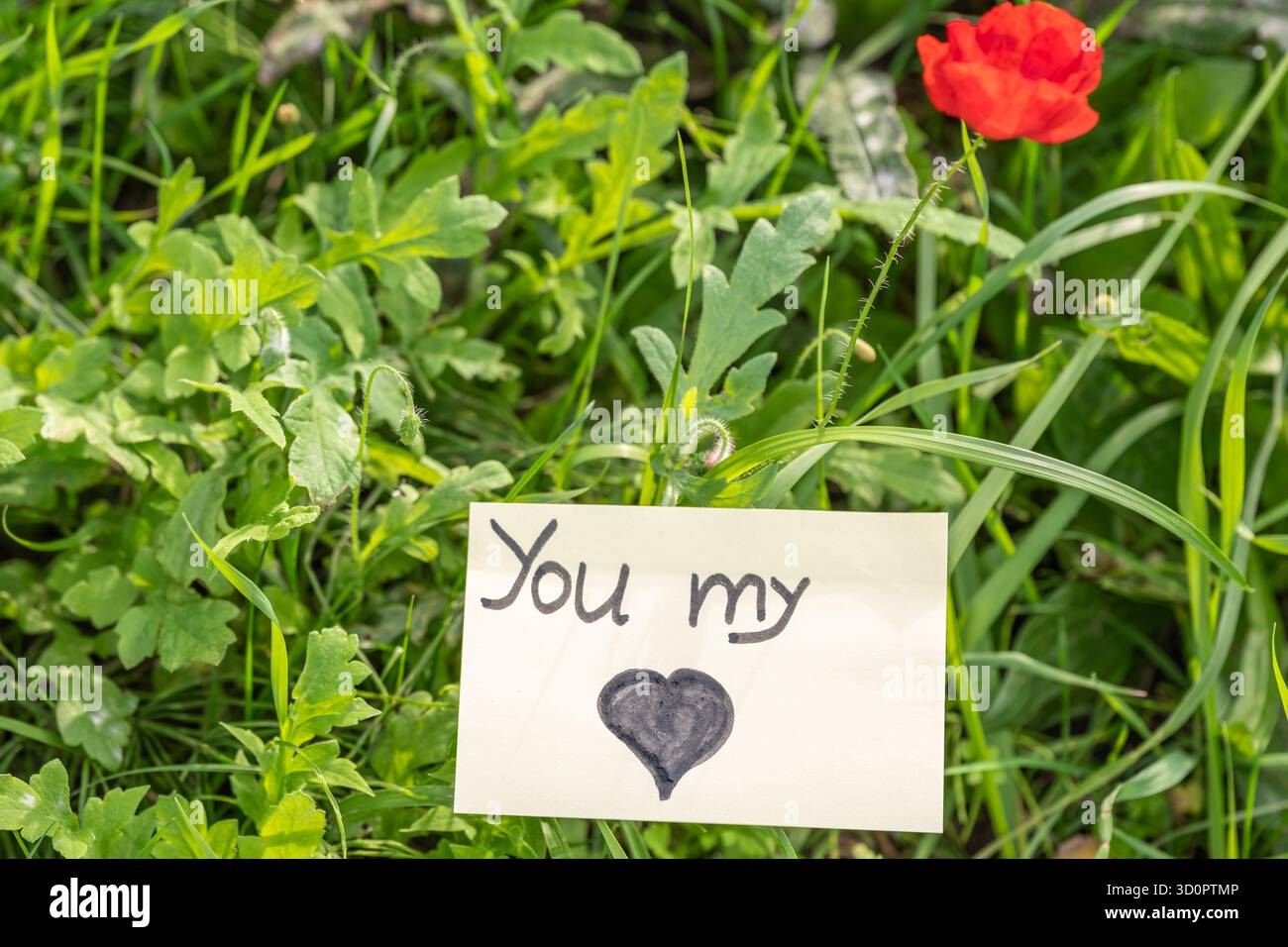 "Carta per notebook con "You My" e cuore vicino a un papavero rosso in fiore sull'erba verde - vista dall'alto. Foto Stock