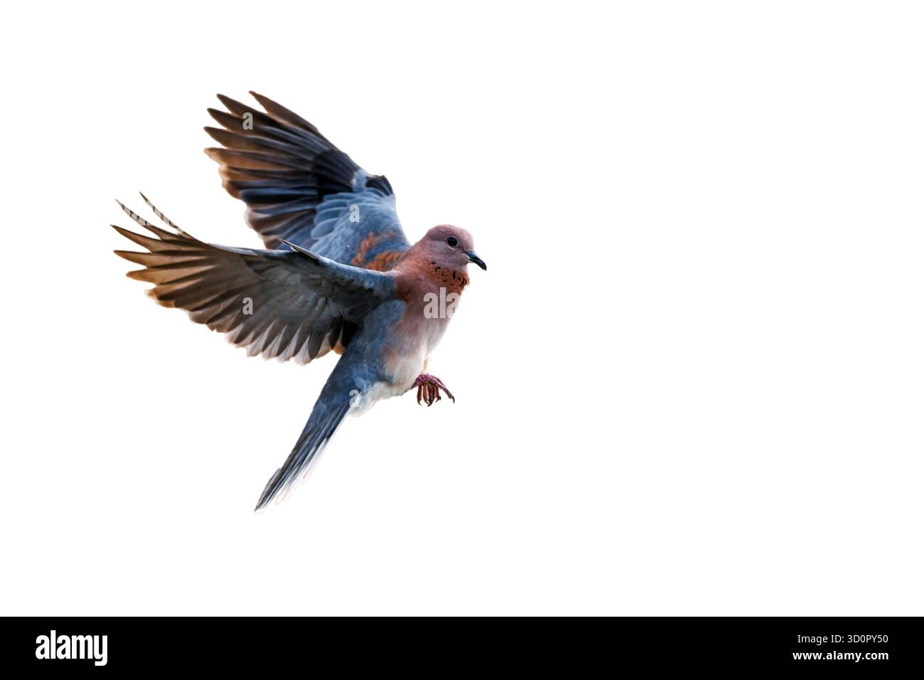 Ridendo colomba in volo isolata su sfondo bianco nel parco nazionale Greater Kruger, Sudafrica; Specie Streptopelia senegalensis famiglia di Columb Foto Stock