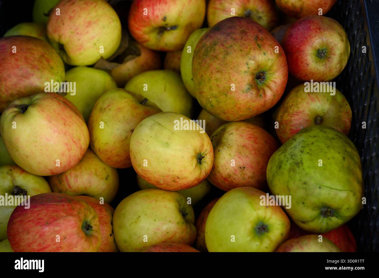 Raccolta autunnale di frutti di mele del Lancashire Pippin Giardino inglese settembre Foto Stock