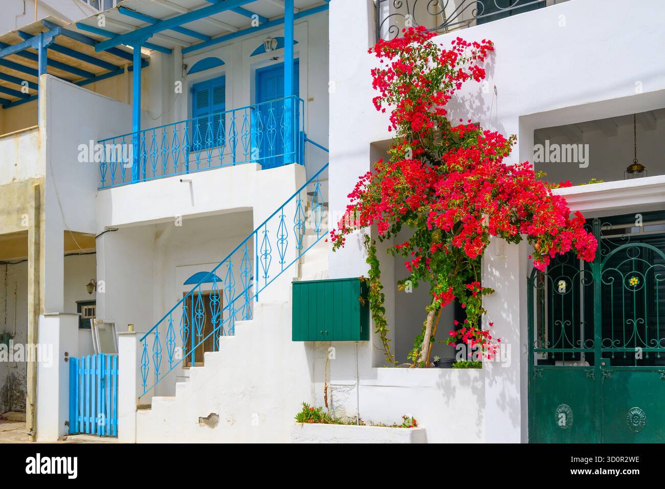 Fiori di bouganville in fiore per strada a Xilokeratidi. Isola di Amorgos, Cicladi, Grecia Foto Stock