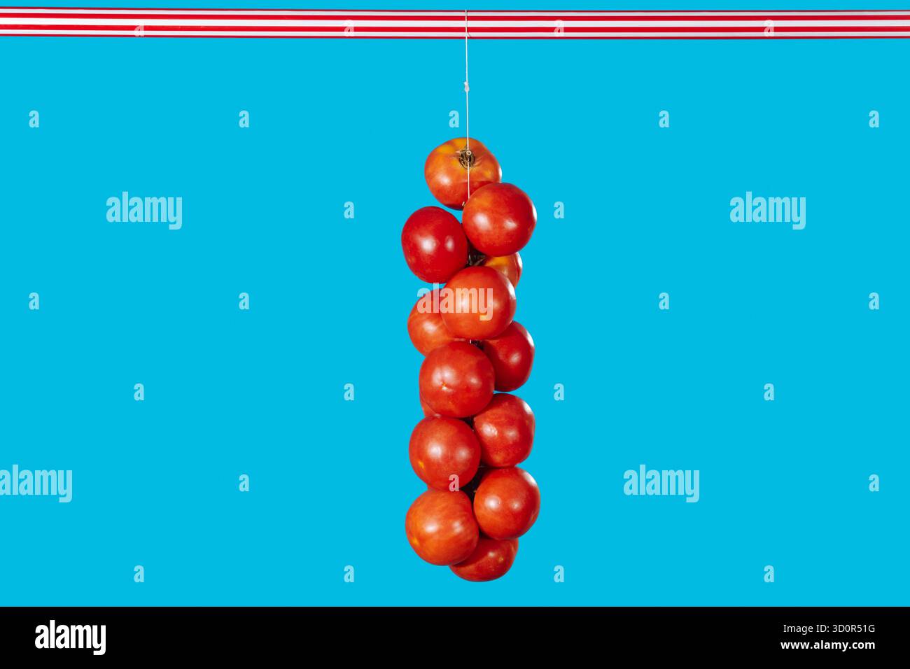 Un'unica stringa di pomodori de colgar, pomodori spagnoli da appendere, centrati su uno sfondo blu vivace, equilibrio minimalista e armonia visiva Foto Stock