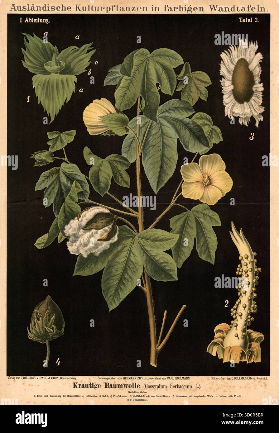 Kulturpflanze, Baumwolle, Gossypium herbaceum, Illustration von Carl Bollmann, Reproduktion von einer Vorlage aus dem 19. Jahrhundert. Authentisch, da Foto Stock