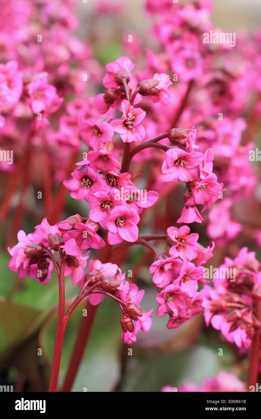 Bergenia "Eroica", orecchie di elefante piante perenni sempreverdi con fiori verticali rosa intenso all'inizio della primavera. Chiamata anche Bergenia cordifolia 'Eroicaa' Foto Stock