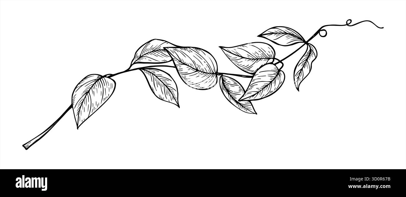 Riprese di vite astratte arriccianti con tendine illustrazione vettoriale monocromatica dipinta da inchiostri neri. Ramo di piante disegnato a mano per la cartoleria per matrimoni Illustrazione Vettoriale