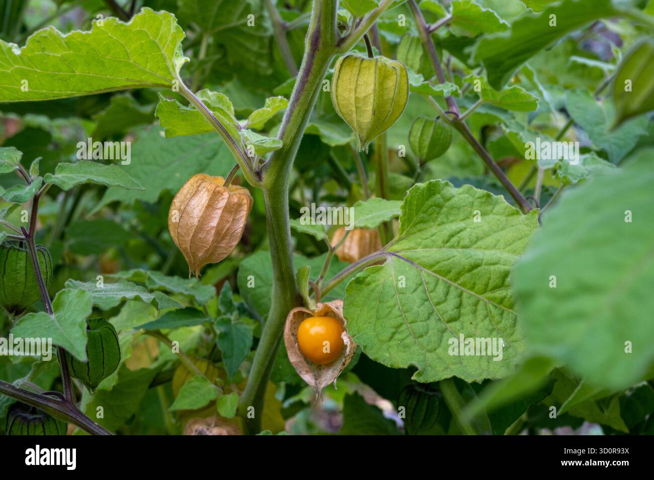 Physalis Peruviana, uva spina del Capo che cresce in autunno Foto Stock