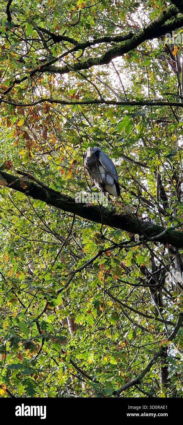 Heron in a Tree sulla Middlewood Way vicino a Pot Shrigley, Cheshire. Inghilterra Foto Stock