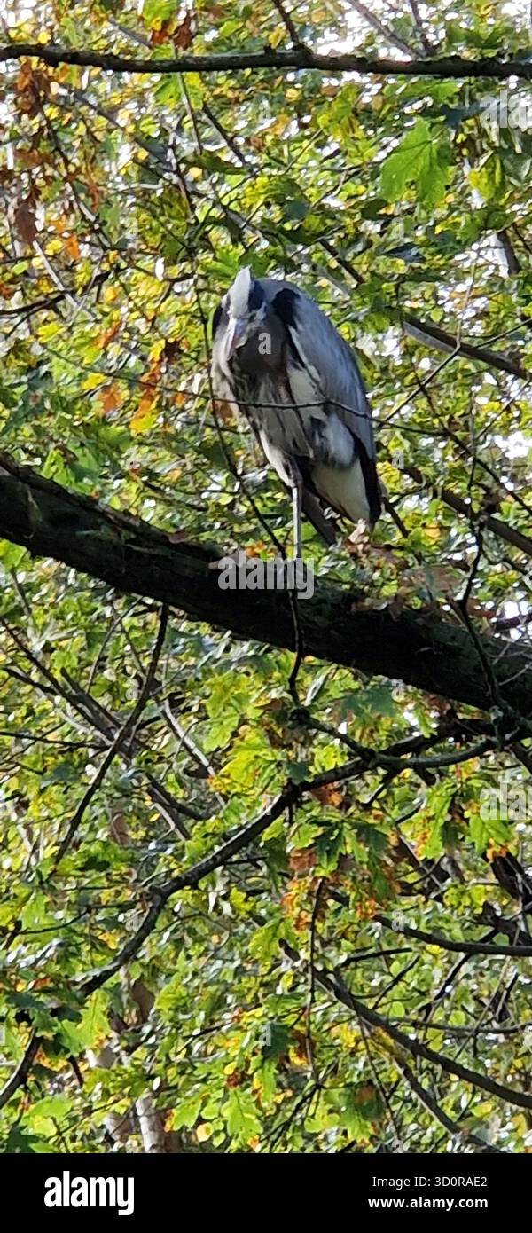 Heron in a Tree sulla Middlewood Way vicino a Pot Shrigley, Cheshire. Inghilterra Foto Stock