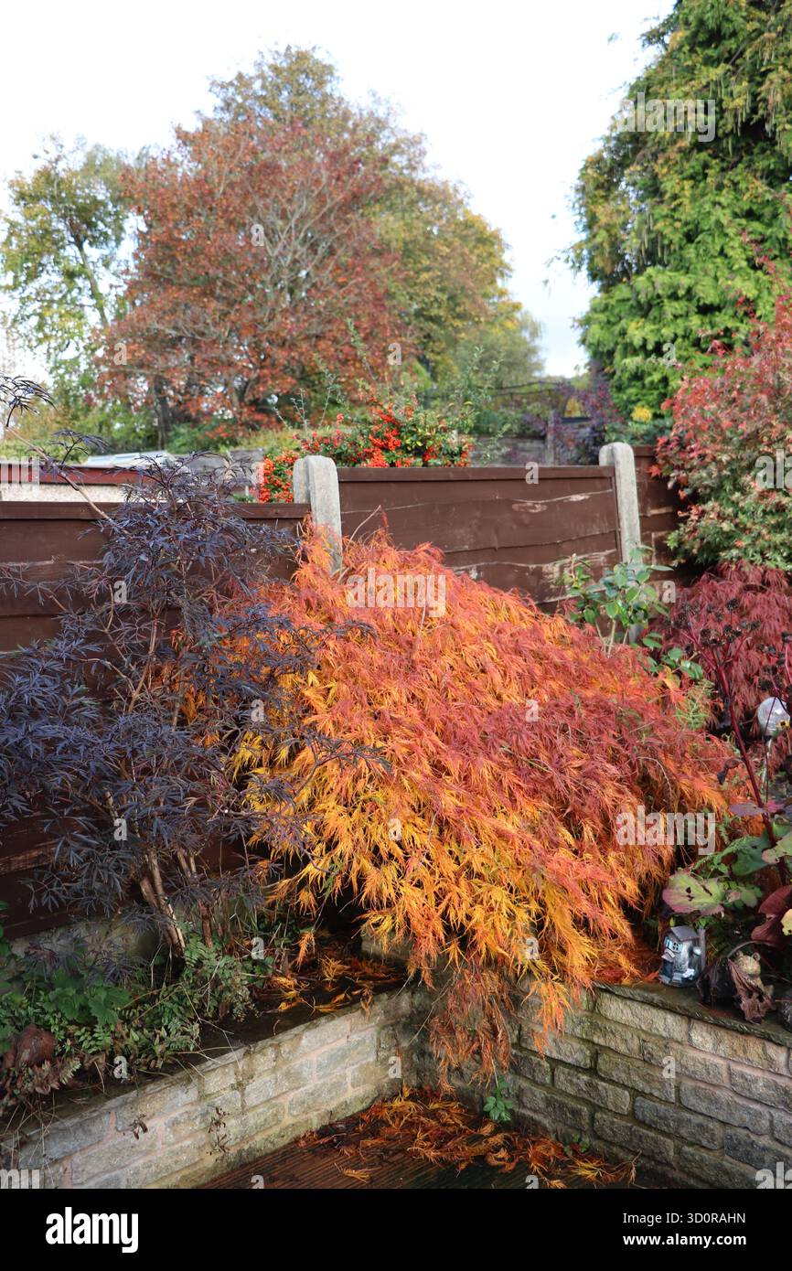 Acer colorato autunnale. Garden, Greater Manchester Foto Stock