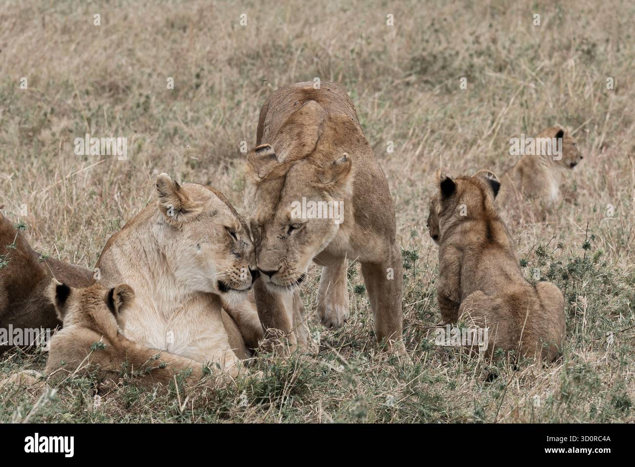 Due leoni si salutano a vicenda, con cuccioli intorno Foto Stock
