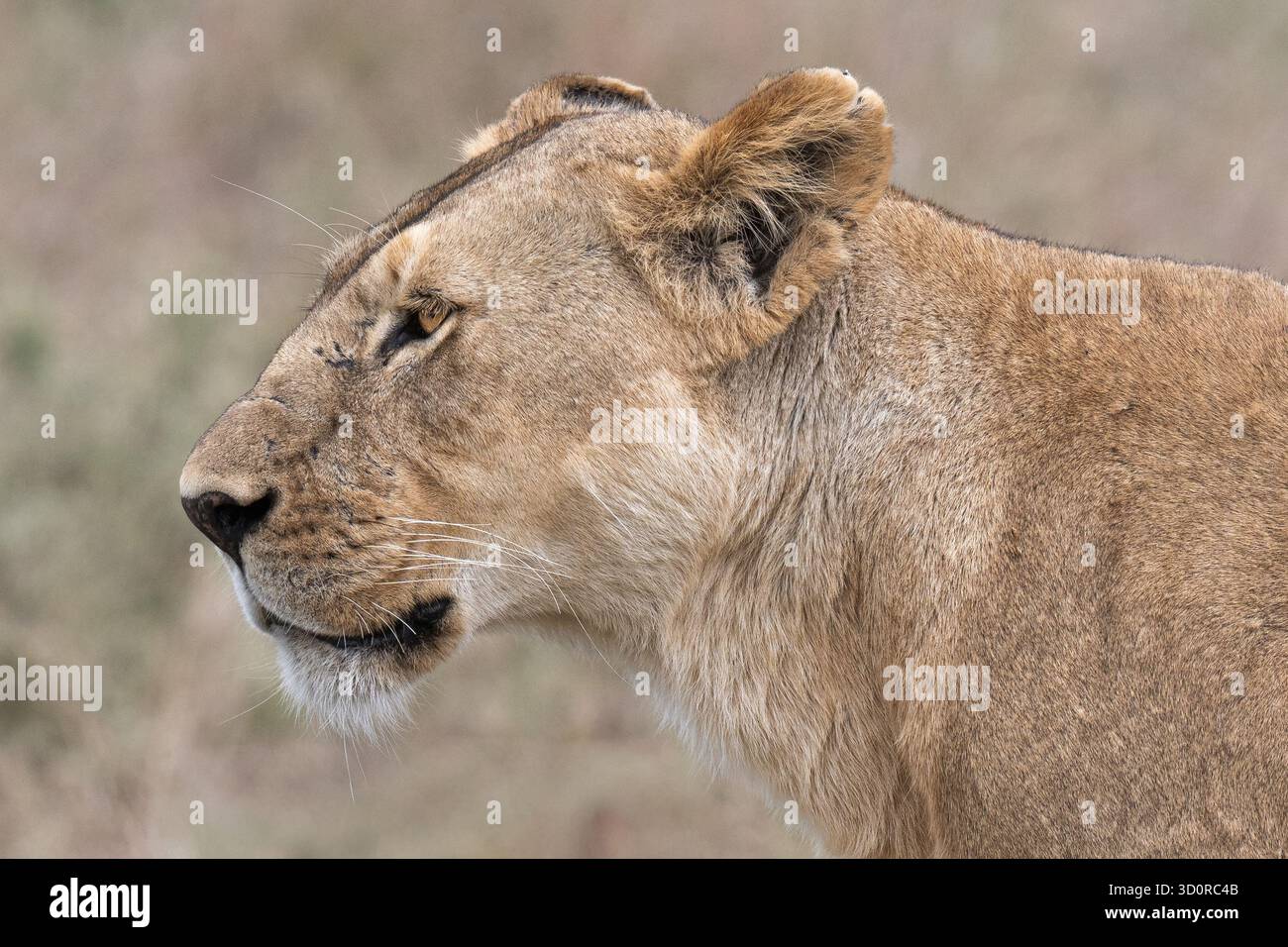 Primo piano di una leonessa mentre esplora il paesaggio alla ricerca di cibo, nel Parco Nazionale del Serengeti, Tanzania, Africa Foto Stock