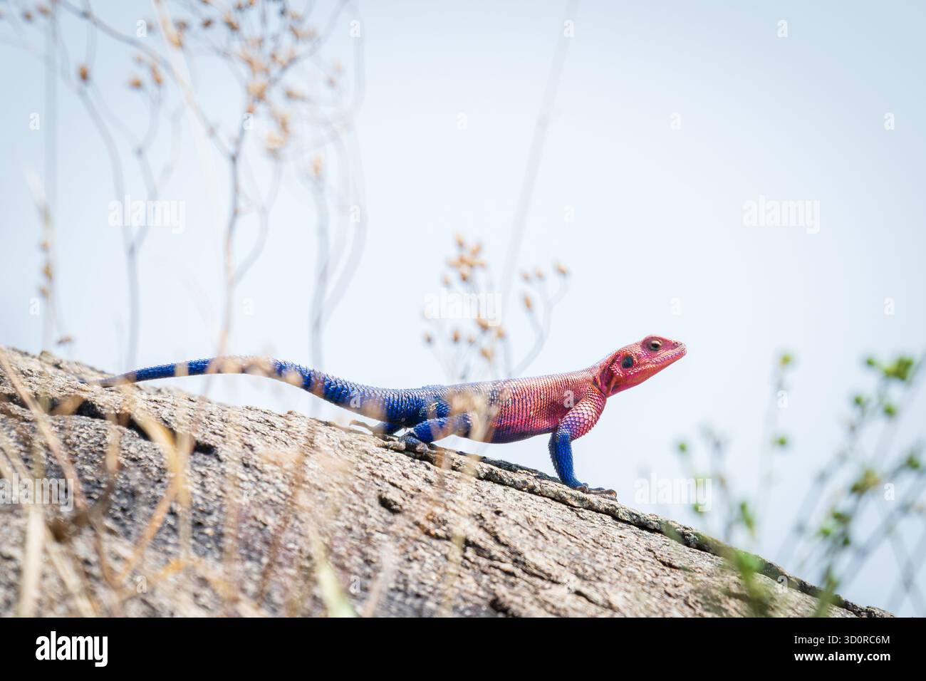 Una roccia a testa piatta Mwanza agama, una lucertola comune nel Serengeti, in Africa, il sole bagna su una roccia. Comunemente noto come Spider Man Lizard Foto Stock